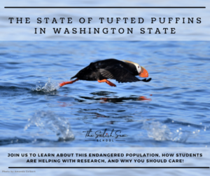 Tufted Puffins of WA State